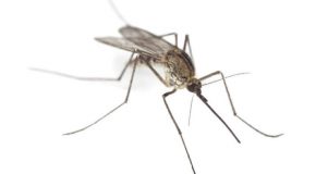 Moustiques (infographie) : Vous et les piqûres de moustiques