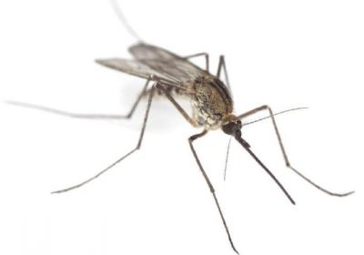 Moustiques (infographie) : Vous et les piqûres de moustiques